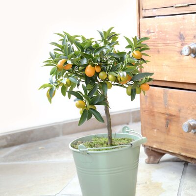 Citrus fortunella margerita