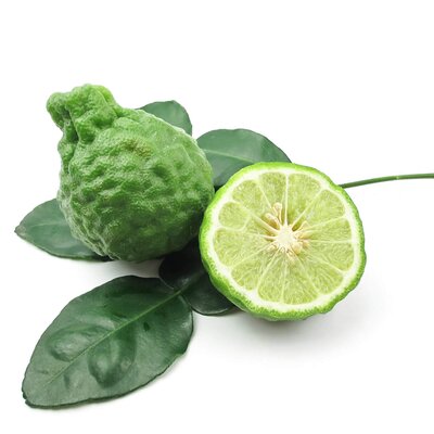Citrus hystrix