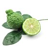 Citrus hystrix