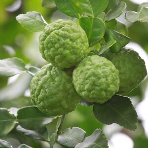 Citrus hystrix