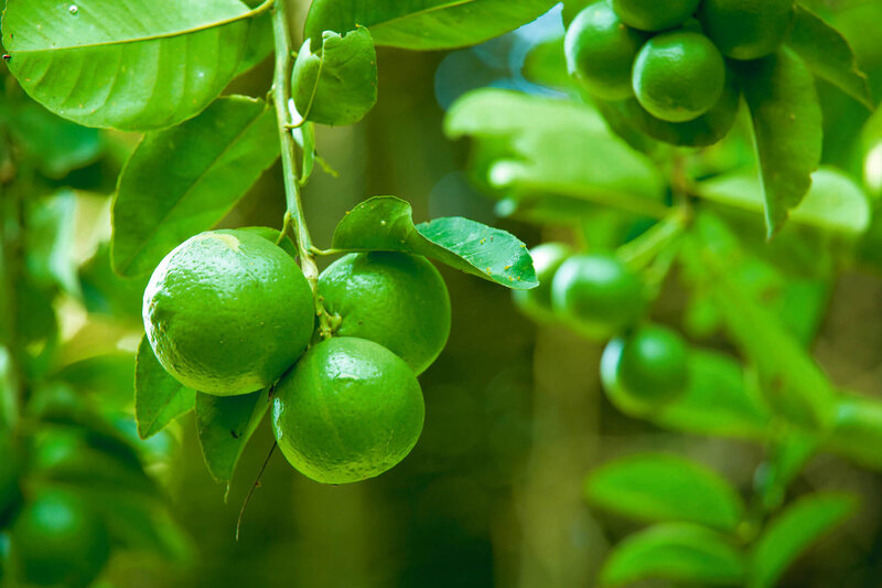 Citrus latifolia