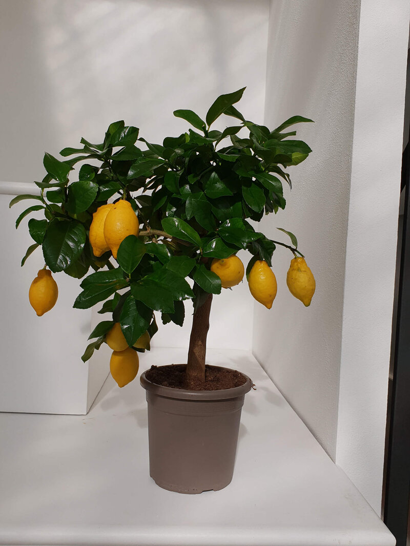 Citrus limon