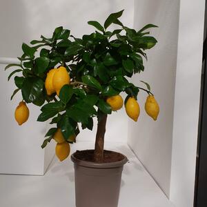 Citrus limon