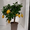 Citrus limon
