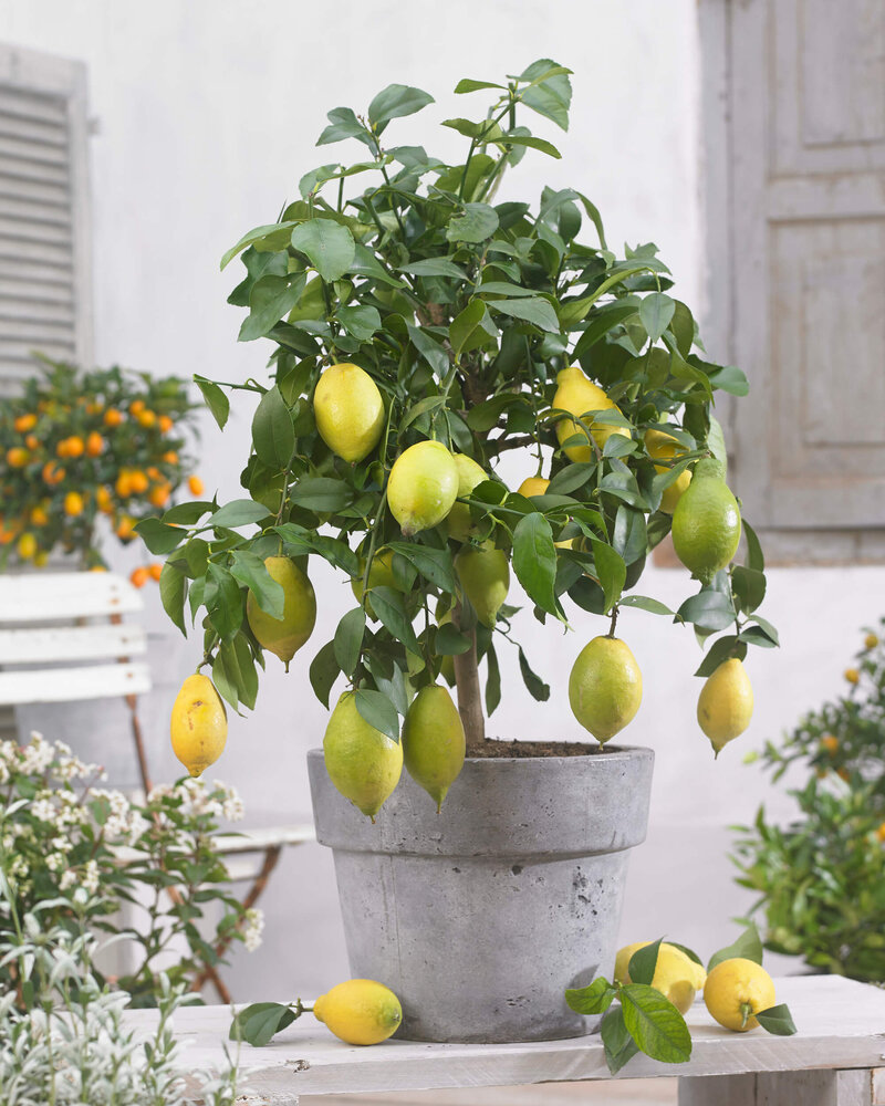 Citrus limon