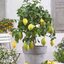 Citrus limon