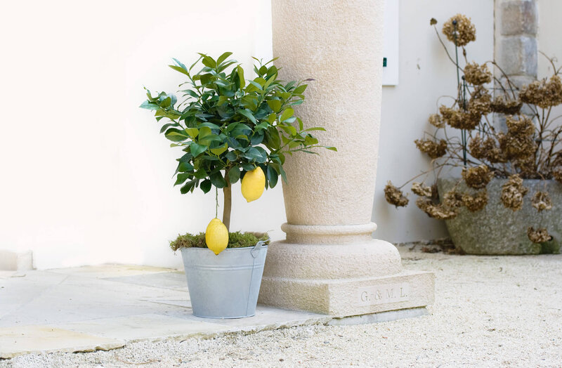 Citrus limon