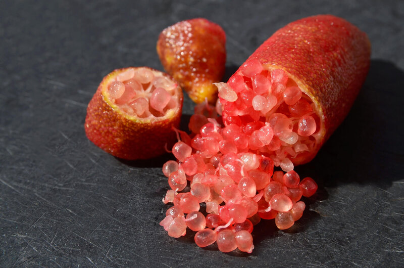 Microcitrus australasica