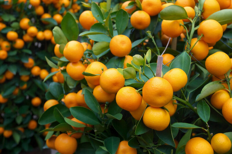 Citrus mitis