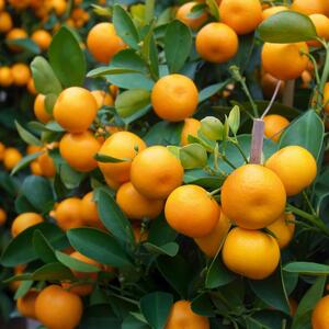 Citrus mitis