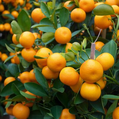Citrus mitis