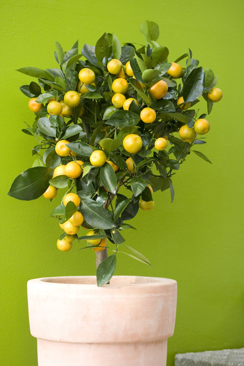 Citrus mitis