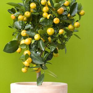 Citrus mitis