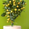 Citrus mitis