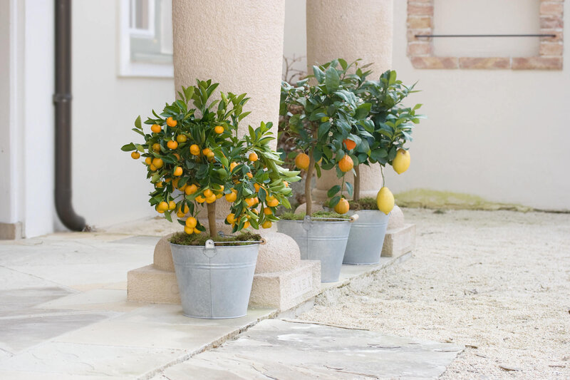 Citrus mitis