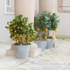 Citrus mitis
