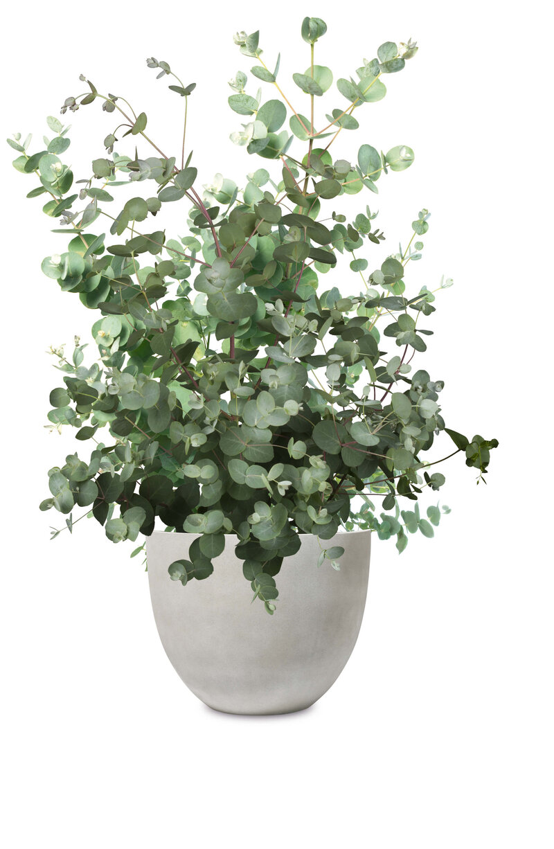 Eucalyptus gunnii