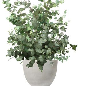 Eucalyptus gunnii