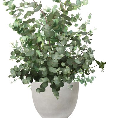 Eucalyptus gunnii