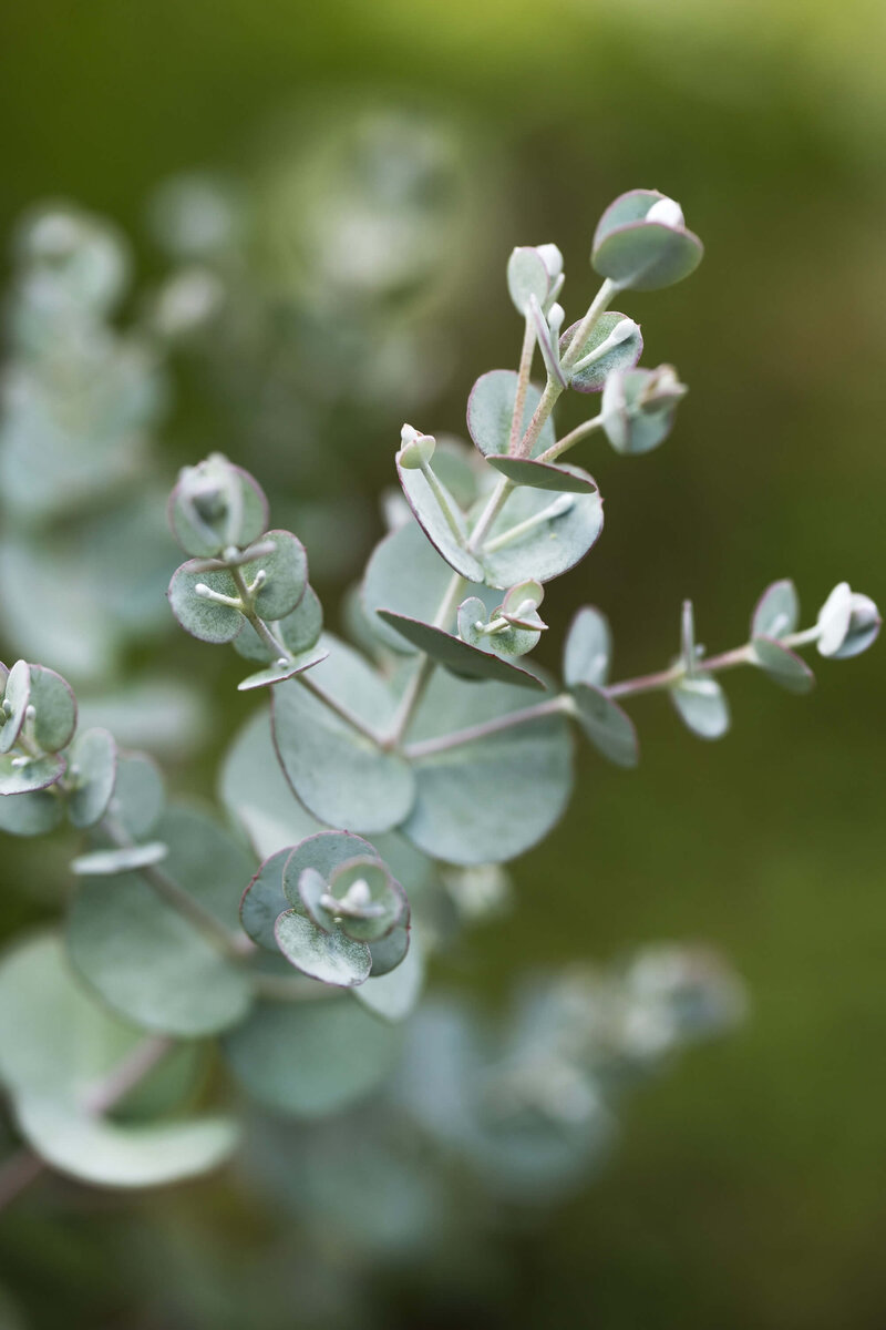 Eucalyptus gunnii