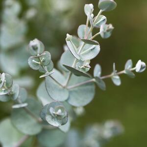 Eucalyptus gunnii