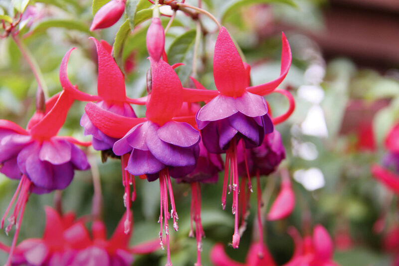 Fuchsia - Hybride zonale