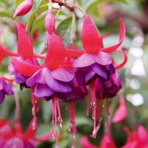 Fuchsia - Hybride peltatum
