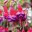 Fuchsia - Hybride zonale
