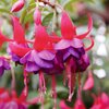 Fuchsia - Hybride peltatum