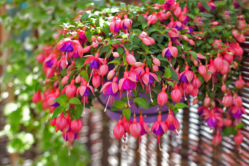 Fuchsia - Hybride peltatum