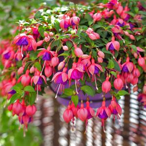 Fuchsia - Hybride peltatum