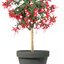 Fuchsia - Hybride Stamm
