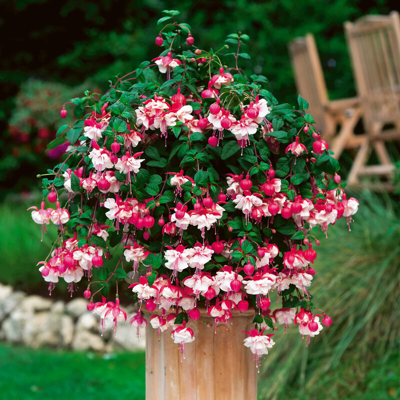 Fuchsia - Hybride peltatum