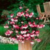 Fuchsia - Hybride peltatum