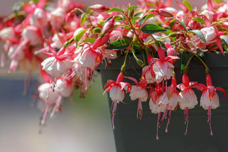 Fuchsia - Hybride peltatum