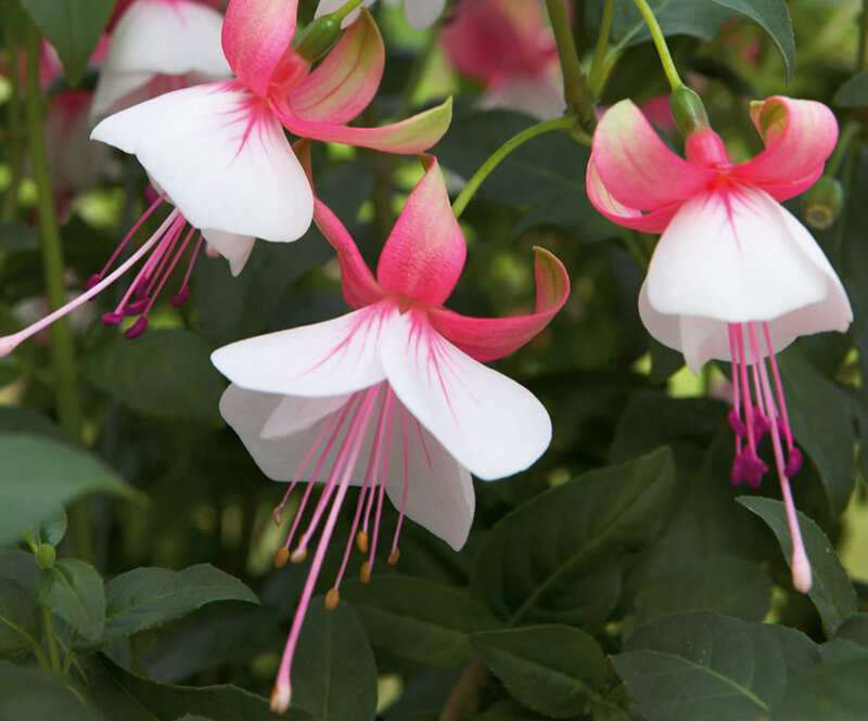 Fuchsia - Hybride peltatum