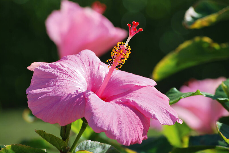 Hibiscus rosa-sinensis