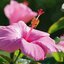 Hibiscus rosa-sinensis