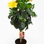 Hibiscus rosa-sinensis