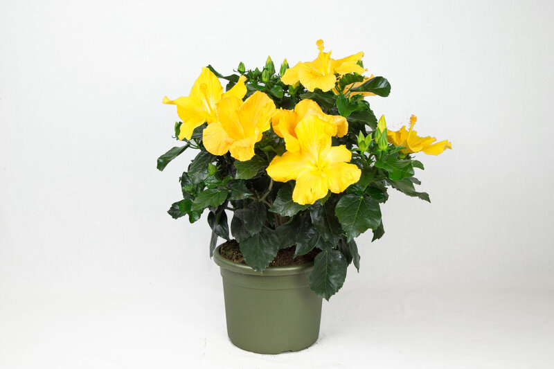Hibiscus rosa-sinensis