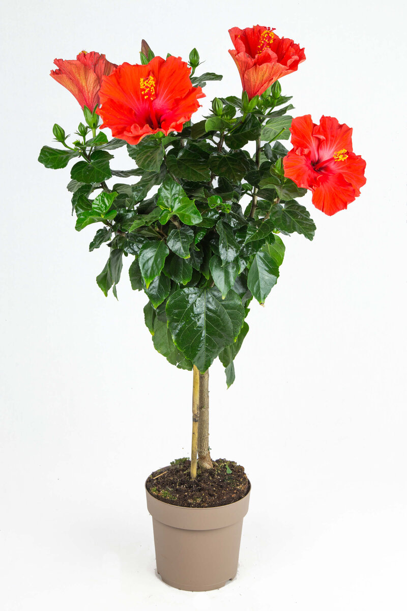 Hibiscus rosa-sinensis