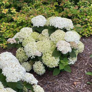 Hydrangea arborescens 'Bella Ragazza® Blanchetta'