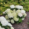 Hydrangea arborescens 'Bella Ragazza® Blanchetta'