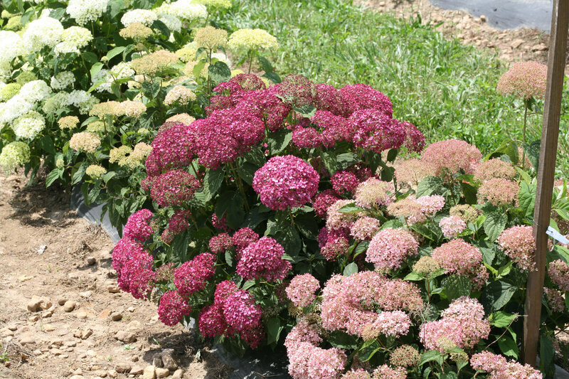 Hydrangea arborescens 'Bella Ragazza® Mauvette'