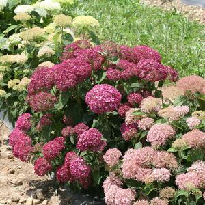 Hydrangea arborescens 'Bella Ragazza® Mauvette'