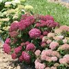 Hydrangea arborescens 'Bella Ragazza® Mauvette'