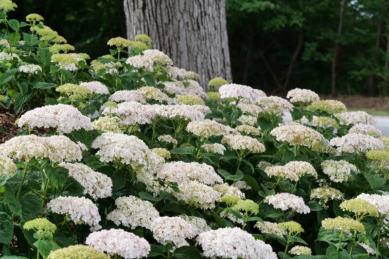 Hydrangea arborescens 'Bella Ragazza® Blanchetta'