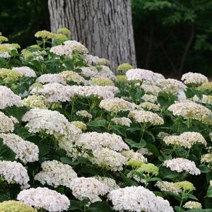 Hydrangea arborescens 'Bella Ragazza® Blanchetta'