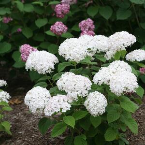 Hydrangea arborescens 'Bella Ragazza® Blanchetta'