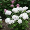 Hydrangea arborescens 'Bella Ragazza® Blanchetta'